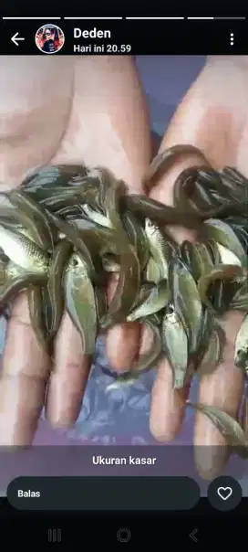 ikan terapi hitam