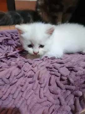 Lepas adopt bermahar anakan persia himalaya umur 1.5 bulan