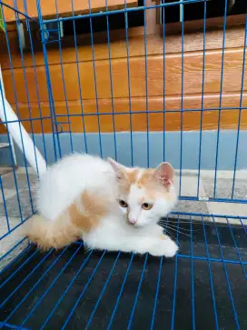 DIJUAL KUCING PERSIA