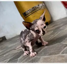 Sphyx kitten female