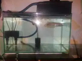 Ikan arwana albino 21 cm + aquarium full set