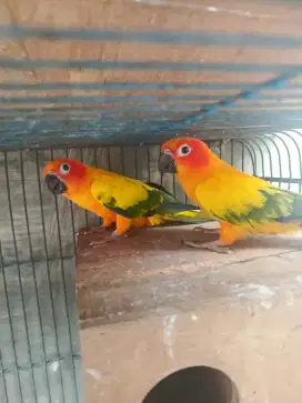 Burung Sun Conure