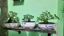 Bonsai Beringin Korea