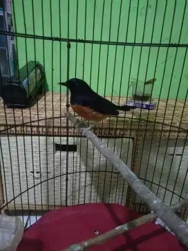 Burung murai batu