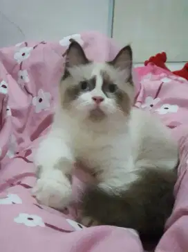 Kucing ragdoll jantan *bsh *munchkin *mainecoon