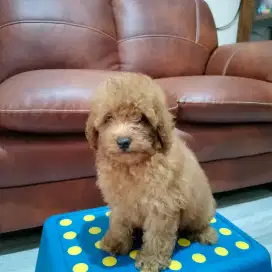 Jual Anakan Anjing Poodle