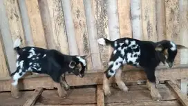 sepasang bibit kambing hias mini pygmi 3-4 bulan TB 30cm-an unik puas