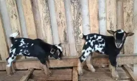 sepasang anakan kambing hias mini pygmi 3-4 bulan TB 30cm-an ori FB ok