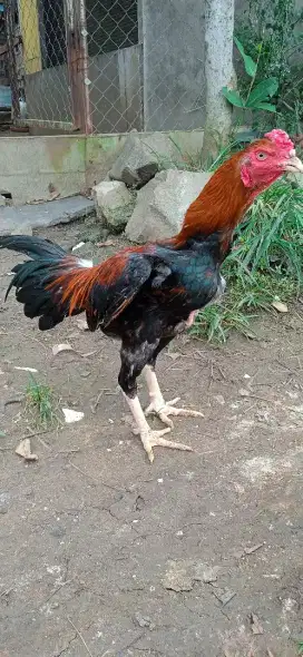 Ayam Jago Bangkok