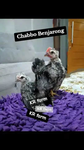 Ayam kate chabbo