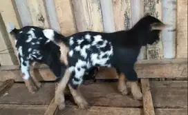 sepasang anakan kambing hias mini pygmi 3-4 bulan TB 30cm-an exotik OK