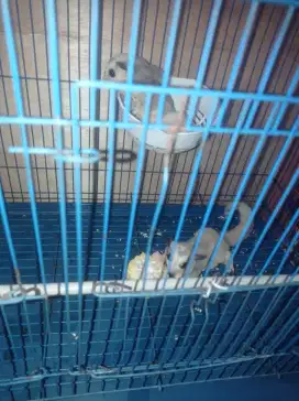 Sugar glider mozaik