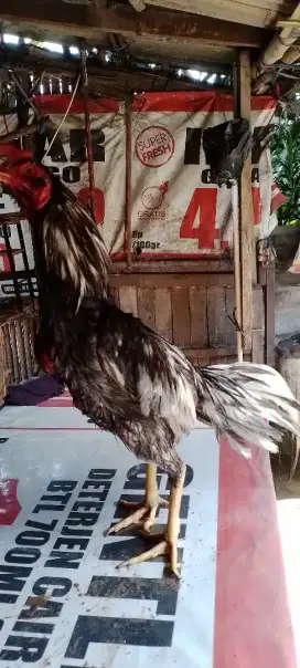 Ayam bangkok katuranggan jos