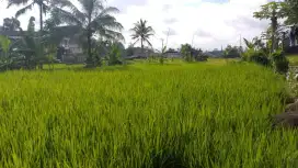 Jual Sawah Subur Siap Panen