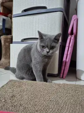 BSH ( British short hair ) Betina Blue ped WCF