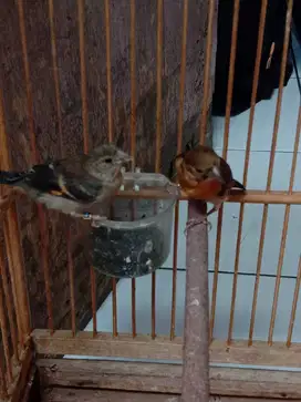 burung red siskin clasik sepasang