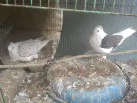 Merpati santinet sepasang indukan