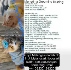 Grooming kucing