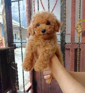 Poodle kaki nya super pendek