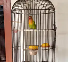 Lovebird Prospekan