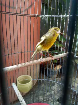 Kenari Betina Barter Lovebird