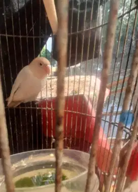 Jual burung Lovebird pasput