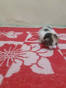 Baby kitten belang 3