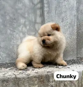 Chow chow,puppy