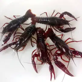 Lobster Redclaw Air Tawar