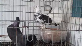 Sepasang burung dara