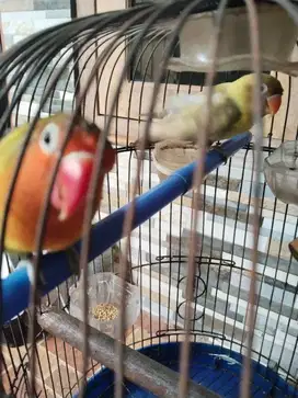 Dijual sepasang lovebird + sangkar