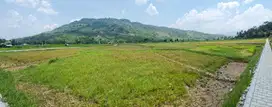 Dijual Kavling Sawah E5 Jonggol Bogor Timur