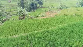 Sawah Produktif 1603 m, Dekat Ke Pintu Tol 5 Km, Darangdan, PWK.