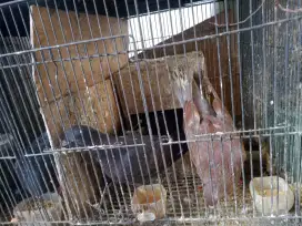 Burung dara 2 pasang SM anakan 3 ekor