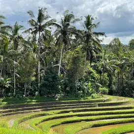 tanah murah tabanan cocok untuk glamping dan yoga center