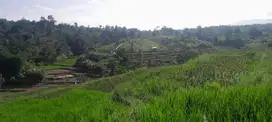 dijual lahan sawah 782 meter