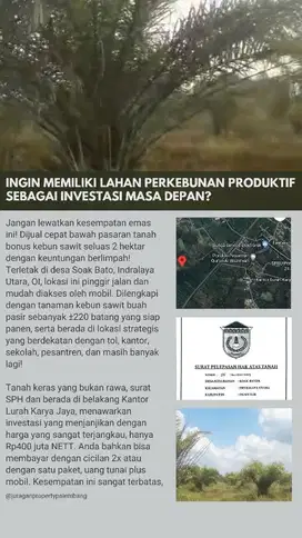 Dijual Cepat Bawah Pasaran Tanah Bonus Kebun Sawit 2 Hektar