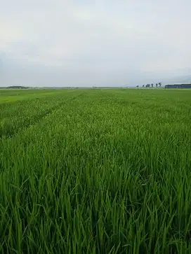 sawah produltif f akses jalan Poros desa