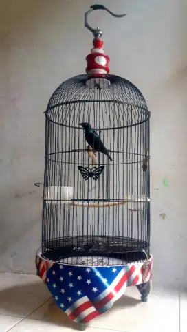 Jual Burung C.Keling Fullsed