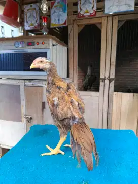 Ayam ekor lidi ori