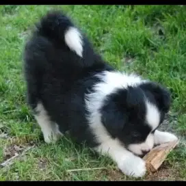 DIJUAL ANAK ANJING BORDER COLLIE