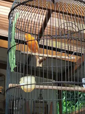 Jual burung kenari