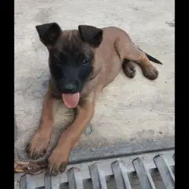 DIJUAL ANAK ANJING BELGIAN MALINOIS