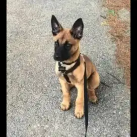 DIJUAL ANAK ANJING BELGIAN MALINOIS