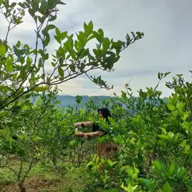 DIJUAL TANAH KEBON Murah , sejukndan Nyaman