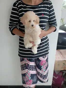 Dijual  anakan toy poodle