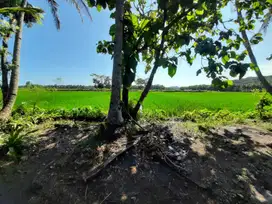 Jual Tanah Jogja Dekat Bandara YIA, Kavling Tanah Murah