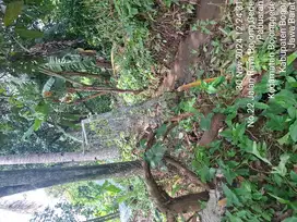 dijual tanah sawah deket jalan BOMANG