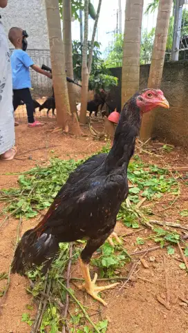 Ayam Bangkok Shamo Eropa anakan (BU)