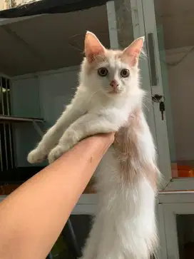 Kitten sepasang